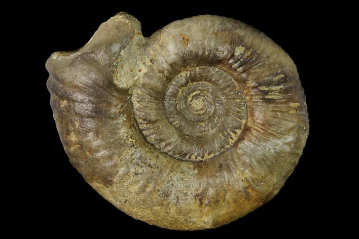 Bathonian Ammonite (Procerites) Fossil - France #152715